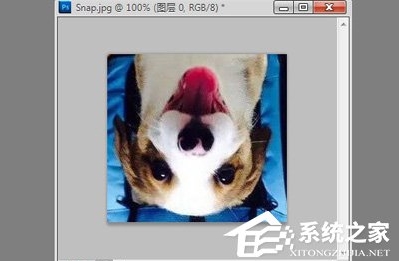 ps怎么旋轉(zhuǎn)圖片？Photoshop旋轉(zhuǎn)圖片教程