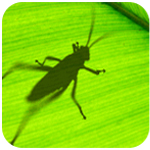 Grasshopper下載_grasshopper for rhino5中文版