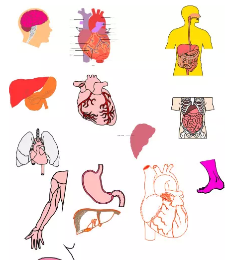 人體器官圖下載|人體內(nèi)臟器官結(jié)構(gòu)圖 PDF高清完整版