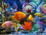 Dream Aquarium夢幻水族館屏保