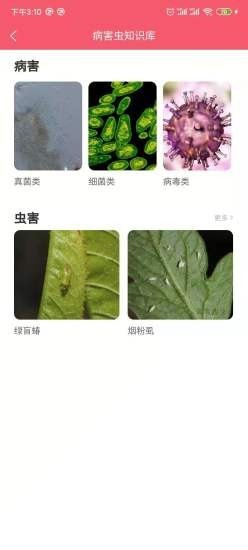 櫻桃醫(yī)生
