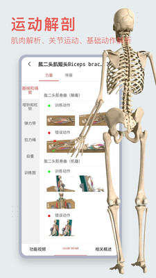 3Dbody解剖標準版